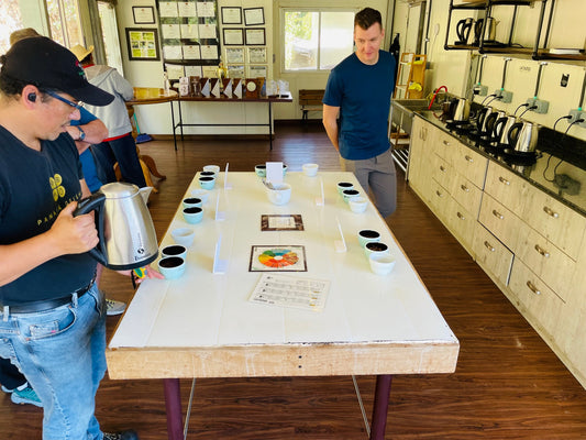 Jaguar cupping in Panama at Elida Estates