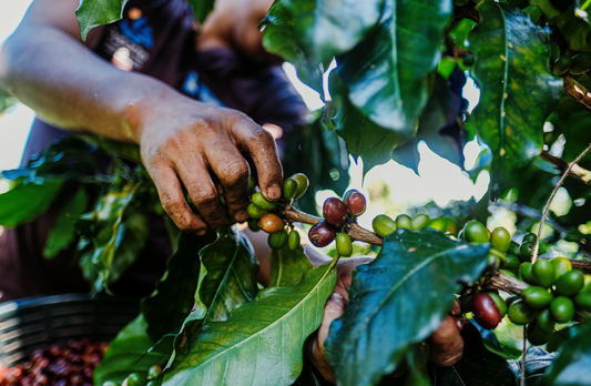 Jaguar Coffee Tour Through Latin American Coffee: Guatemala