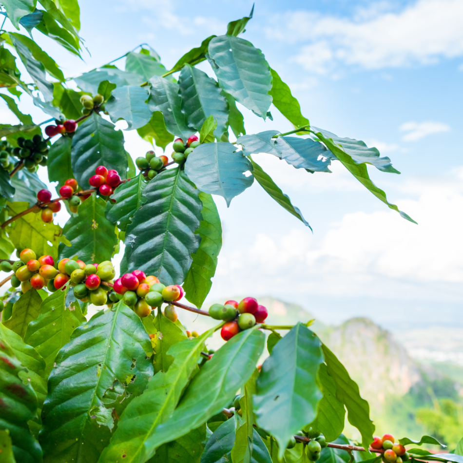 Coffee plant