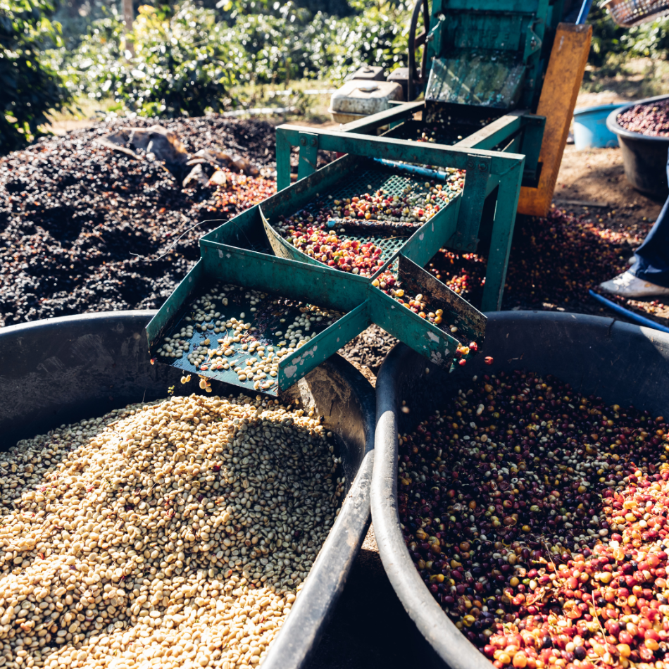 Coffee processing