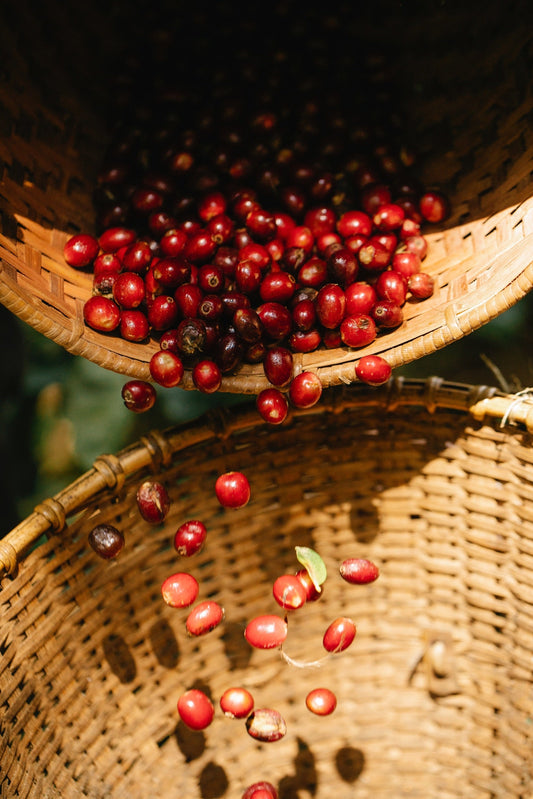 Coffee cherries being sorted